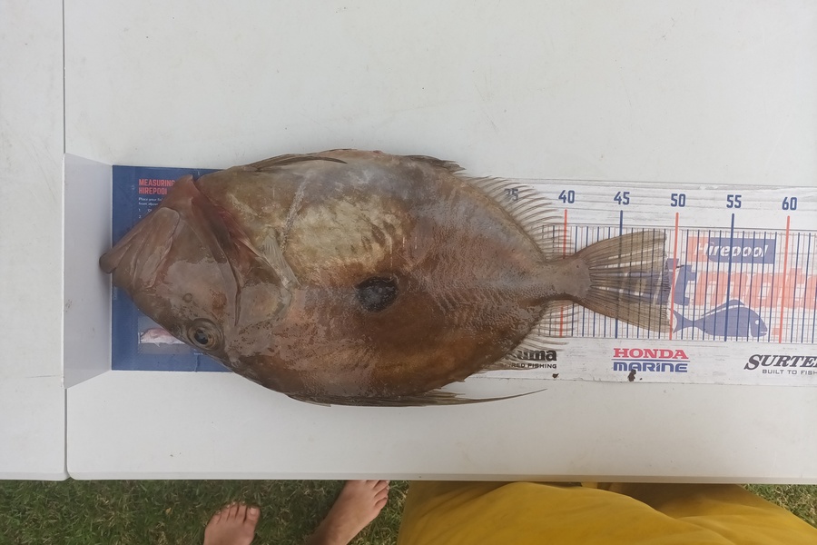 Samuel Baker caught this 49.5cm John Dory at Bream bay during The Export NZ Fishing Competition