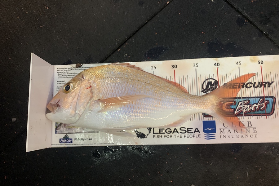 Colin Jones caught this 42cm Snapper at West is best during The Export NZ Fishing Competition