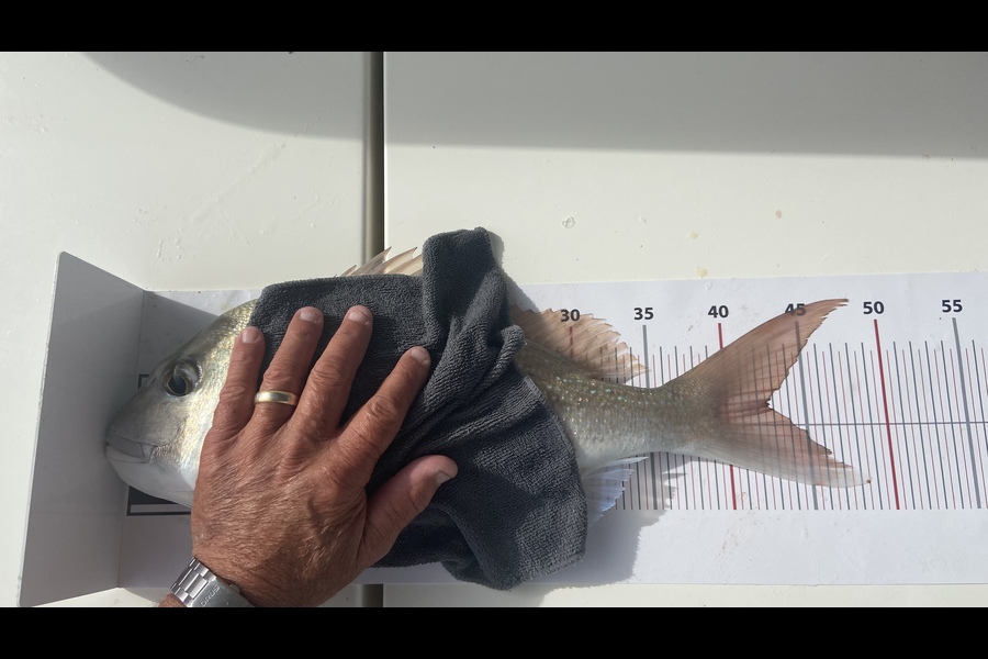 Jamie Colquhoun caught this 42.5cm Snapper at Grid 24 GGE during The Export NZ Fishing Competition