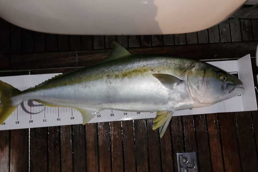 Stuart Wilson caught this 91.0cm Kingfish at 27 during The Export NZ Fishing Competition