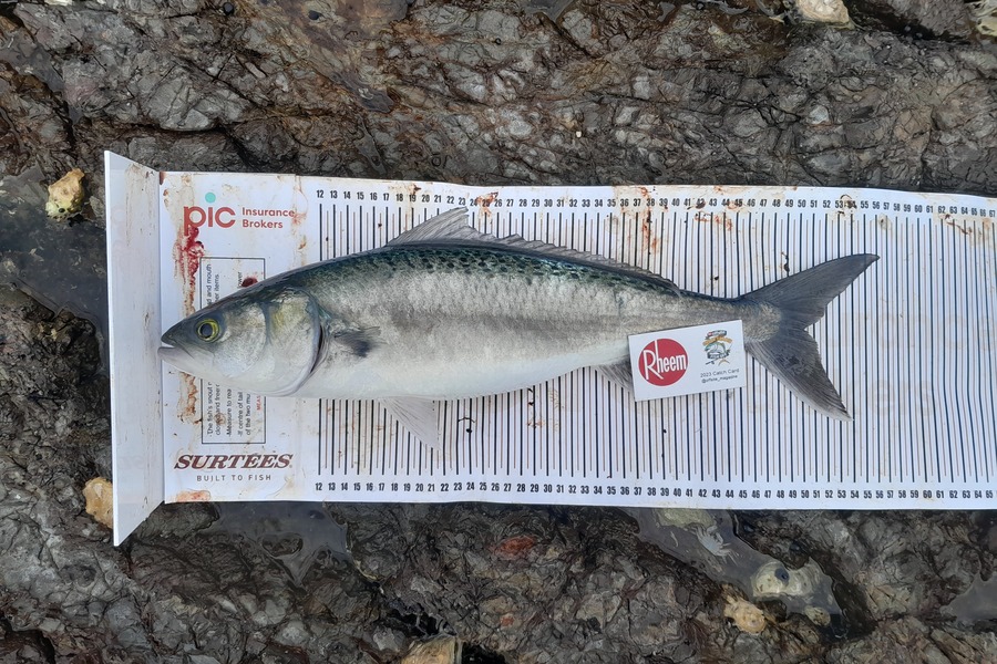 Joel Davies caught this 49cm Kahawai at Northland during The Export NZ Fishing Competition