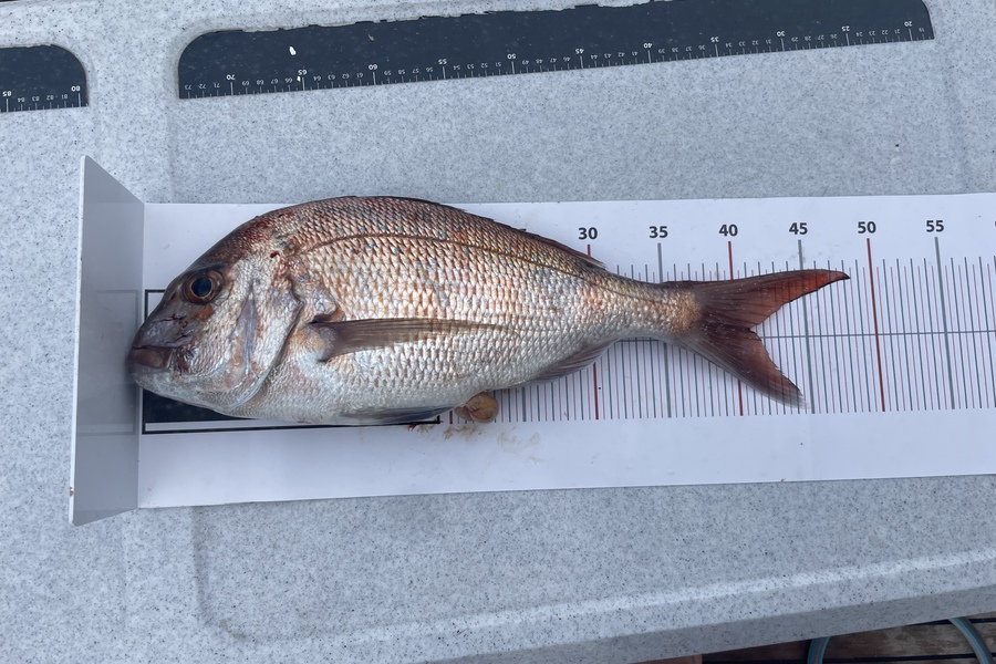 Rob Williams caught this 41.0cm Snapper at Stephenson island during The Export NZ Fishing Competition
