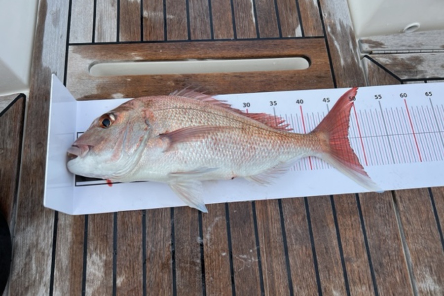 Christina Wainhouse caught this 47.0cm Snapper at Great Exhibition Bay during The Export NZ Fishing Competition