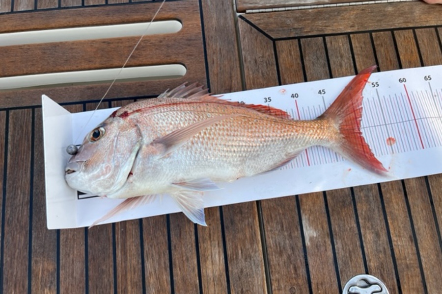 Bryce Wainhouse caught this 50.0cm Snapper at North cape during The Export NZ Fishing Competition