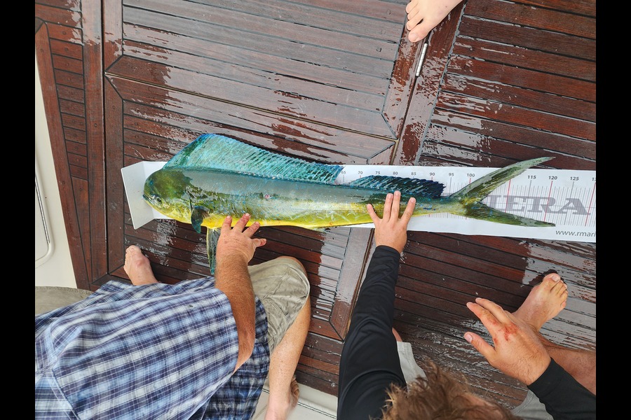 Ella Flutey caught this 0.0cm Mahimahi at Wardy construction 26 during The Export NZ Fishing Competition