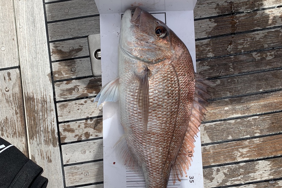 Hayden Dennis caught this 43.5cm Snapper at Grid 32 during The Export NZ Fishing Competition
