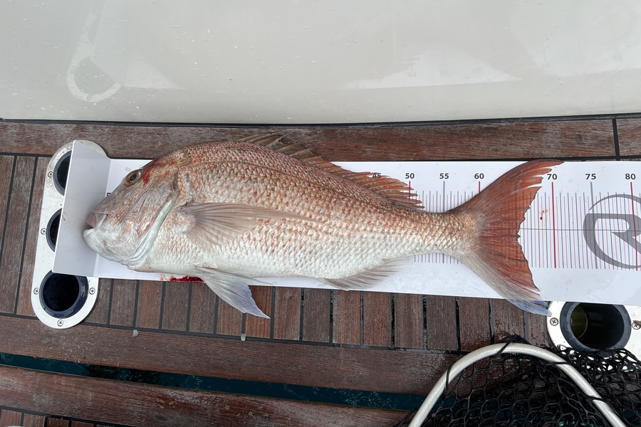 Karen Gray caught this 65.5cm Snapper at North cape during The Export NZ Fishing Competition