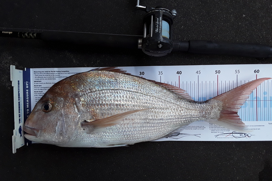 Lorraine  Pryor caught this 55.0cm Snapper at Manukau harbour during The Export NZ Fishing Competition