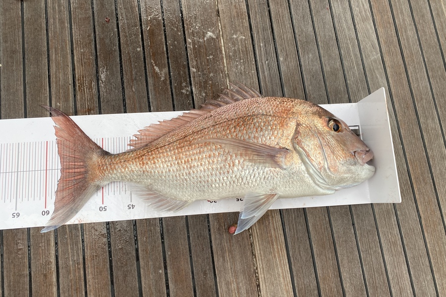 Reuben Durent caught this 57.5cm Snapper at North cape during The Export NZ Fishing Competition