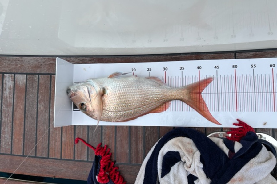 Sean Wainhouse caught this 40.0cm Snapper at North cape during The Export NZ Fishing Competition