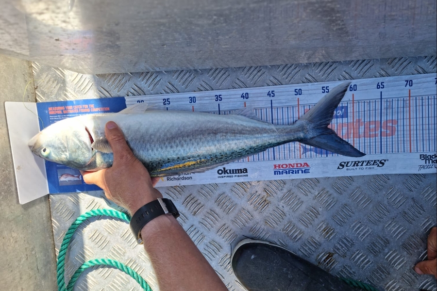 Samuel Baker caught this 55.0cm Kahawai at Tutukaka  during The Export NZ Fishing Competition