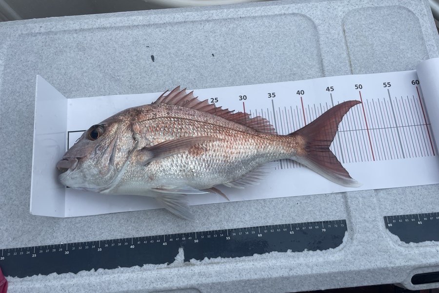 Rob Williams caught this 42.0cm Snapper at Cavelle  during The Export NZ Fishing Competition