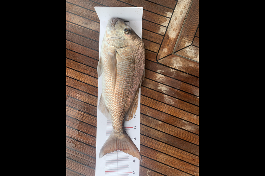 Melanie Carbines caught this 60.5cm Snapper at Grid 30 during The Export NZ Fishing Competition