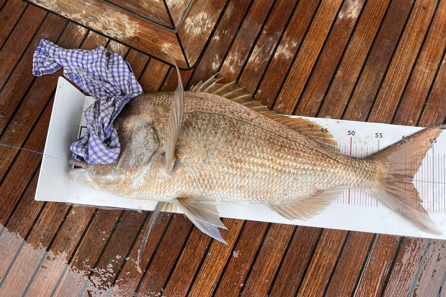 Phil George caught this 61cm Snapper at Grid 30 during The Export NZ Fishing Competition