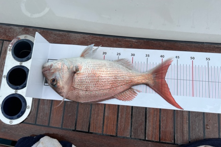 Chris Brittain caught this 41.0cm Snapper at Warkworth itm during The Export NZ Fishing Competition