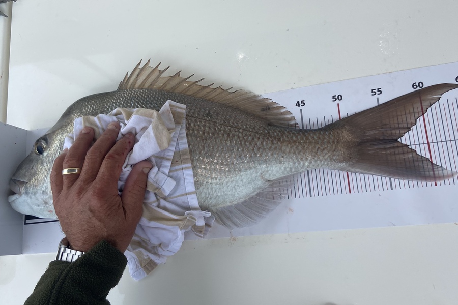 Jamie Colquhoun caught this 56.5cm Snapper at Grid 24 GGE during The Export NZ Fishing Competition