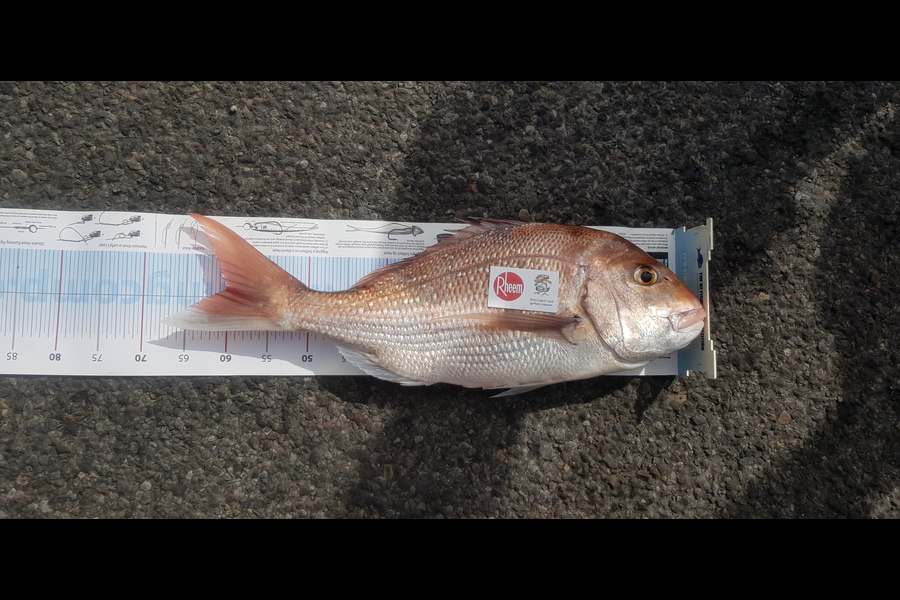 Sam Penberth caught this 60.0cm Snapper at New Plymouth during The Export NZ Fishing Competition