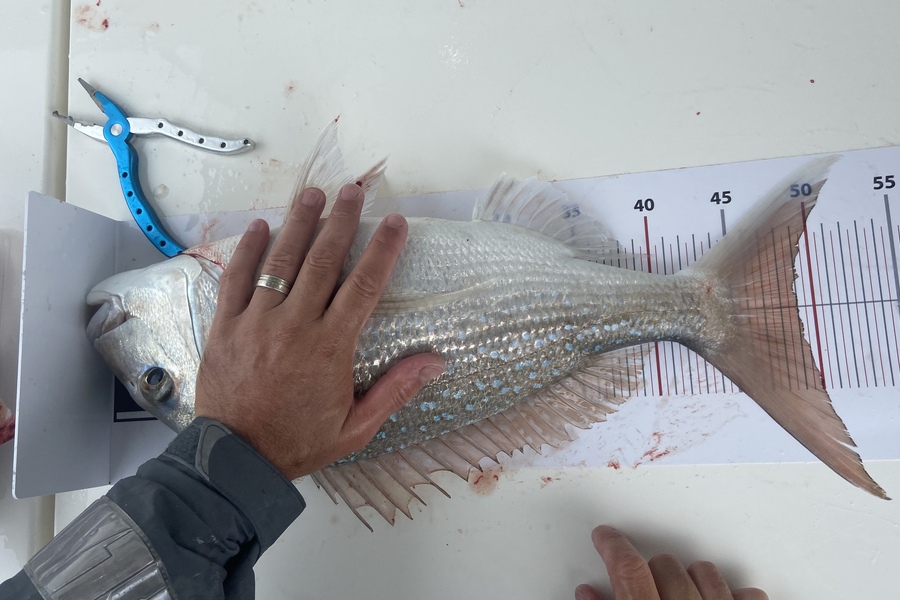 Mikayla Binns caught this 49.0cm Snapper at GGE grid 24 during The Export NZ Fishing Competition