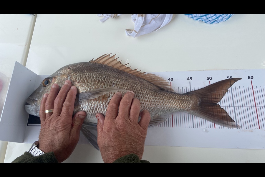 Kerry Binns caught this 51.0cm Snapper at Grid 24 GGE during The Export NZ Fishing Competition
