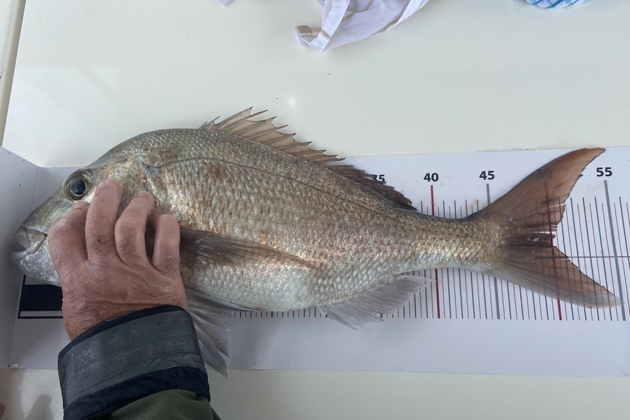 Larry Binns caught this 50.0cm Snapper at GGE grid 24 during The Export NZ Fishing Competition