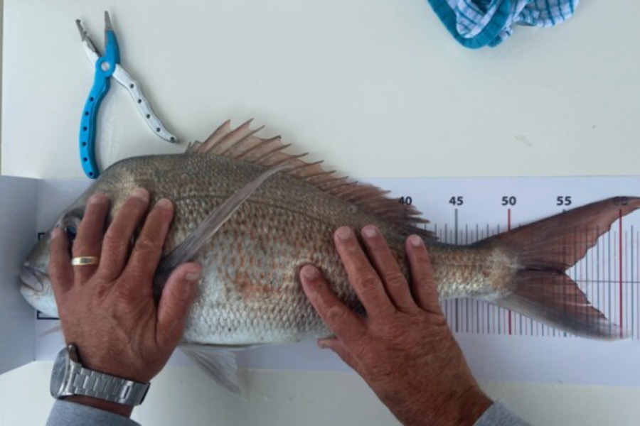 Brad Wilkins caught this 55.0cm Snapper at GGE grid 24 during The Export NZ Fishing Competition
