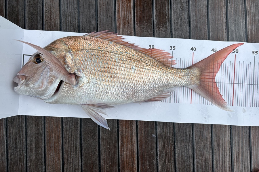 Maarten Durent caught this 45.5cm Snapper at North Cape  during The Export NZ Fishing Competition