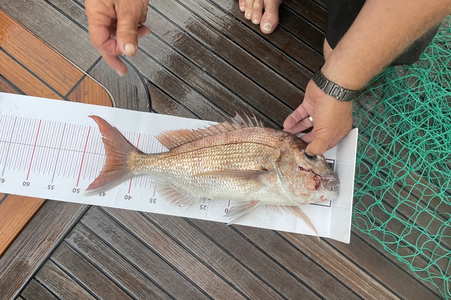 Andre Durent caught this 45.5cm Snapper at North cape during The Export NZ Fishing Competition