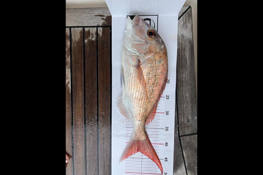   caught this 42.5cm Snapper at Pacific Harbour  during The Export NZ Fishing Competition