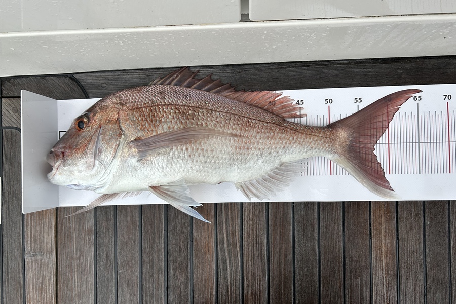 Reuben Durent caught this 57.5cm Snapper at North cape during The Export NZ Fishing Competition