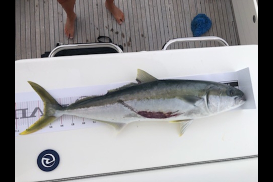 Johnny Dee caught this 95cm Kingfish at Ruahine25 during The Export NZ Fishing Competition