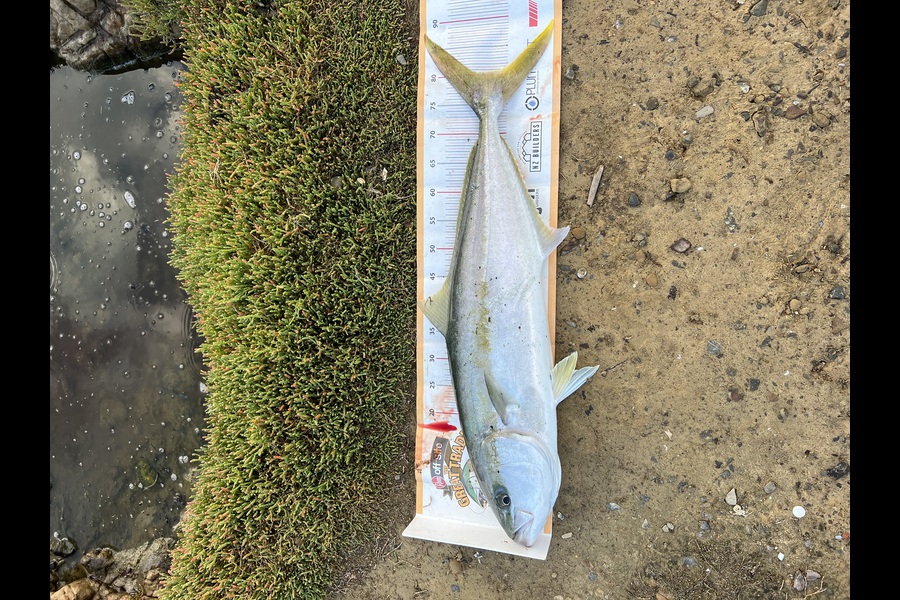 Thomas Garbett caught this 80.0cm Kingfish at Wellington during The Export NZ Fishing Competition