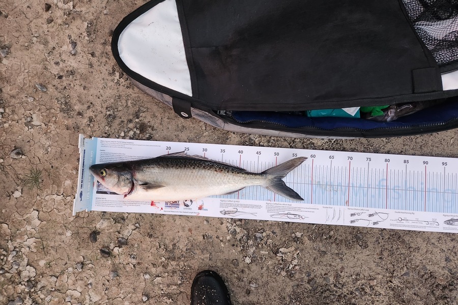 Marcus Welby caught this 50cm Kahawai at Wellington  during The Export NZ Fishing Competition