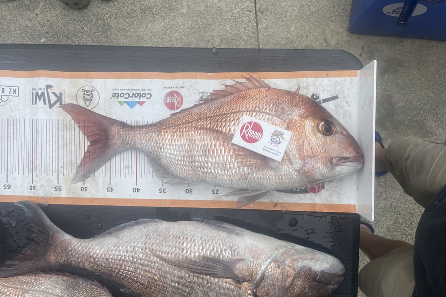 Jake Studd caught this 49.0cm Snapper at Hauraki gulf during The Export NZ Fishing Competition