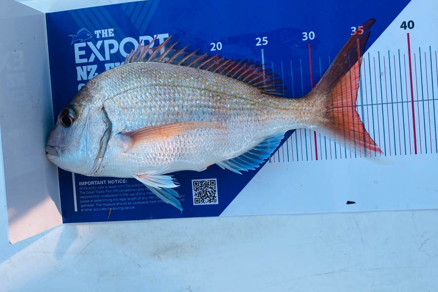 Gideon Marr caught this 34.0cm Snapper at Motūī he channel during The Export NZ Fishing Competition