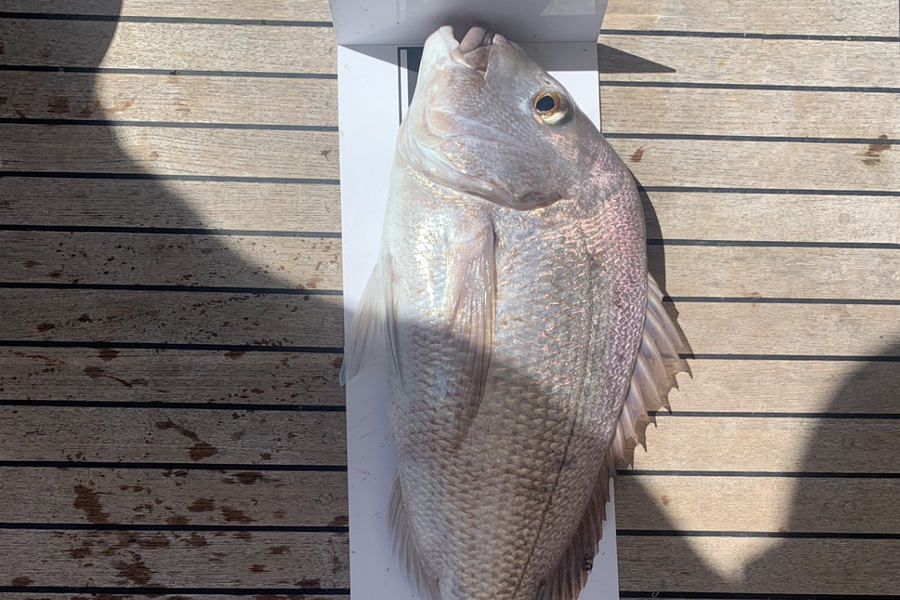 Melanie Carbines caught this 57.5cm Snapper at Grid 30 during The Export NZ Fishing Competition