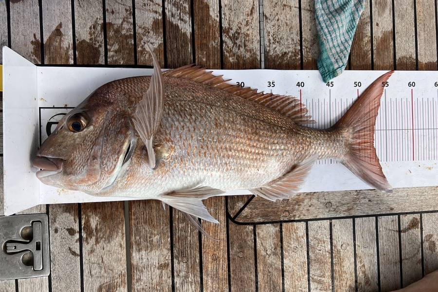 Carrie George caught this 52.5cm Snapper at 30 during The Export NZ Fishing Competition