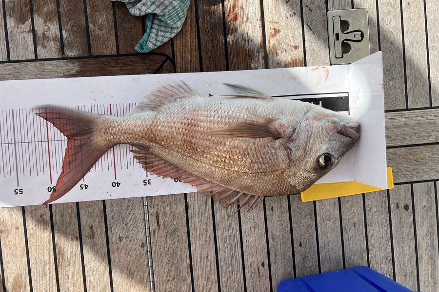 Carrie George caught this 47.0cm Snapper at 30 during The Export NZ Fishing Competition