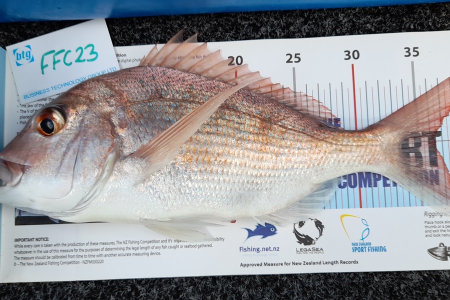 Garry Milham caught this 36.5cm Snapper at Rakino  during The Export NZ Fishing Competition