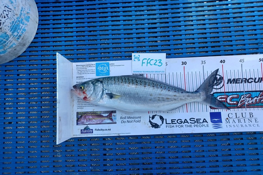 Philip Mackey caught this 36.5cm Kahawai at Motutapu during The Export NZ Fishing Competition