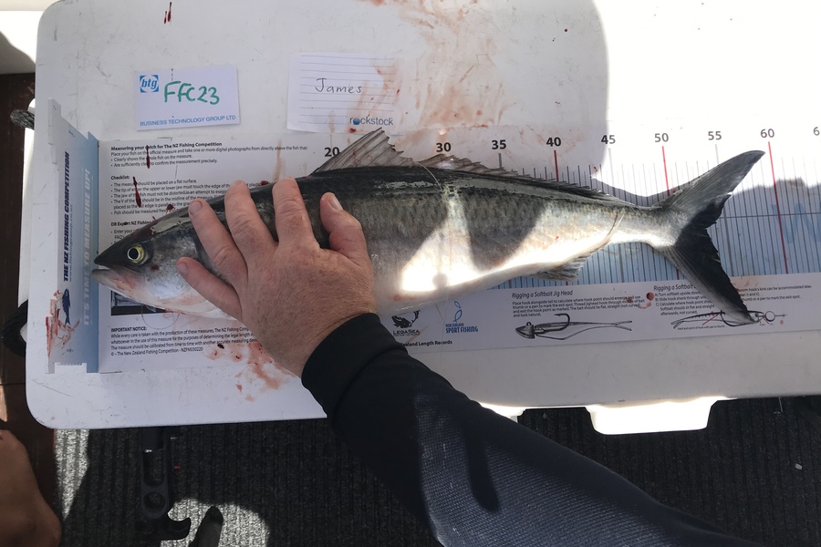 Anne Lindsay caught this 52.5cm Kahawai at Rakino during The Export NZ Fishing Competition