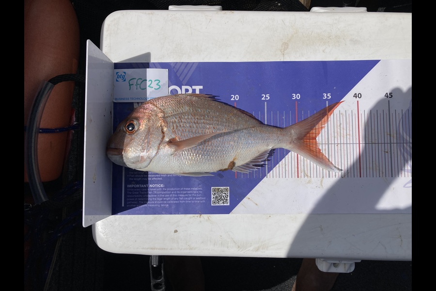 Gideon Marr caught this 33.0cm Snapper at Motuihe channel  during The Export NZ Fishing Competition