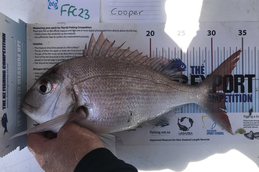 Anne Lindsay caught this 32.0cm Snapper at Rakino during The Export NZ Fishing Competition