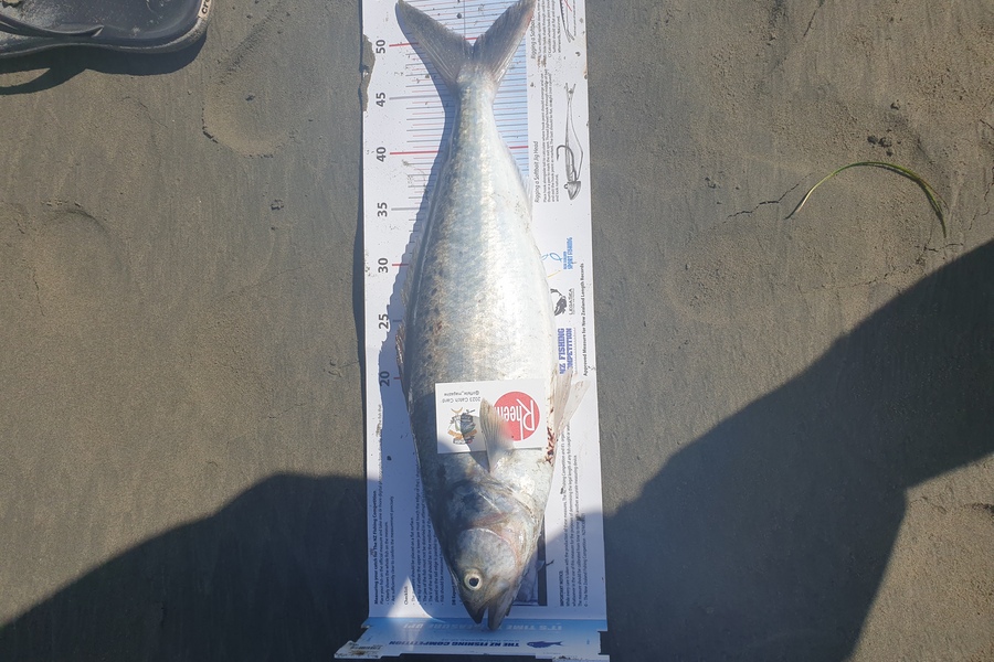 August Grunewald caught this 49.0cm Kahawai at Christchurch during The Export NZ Fishing Competition