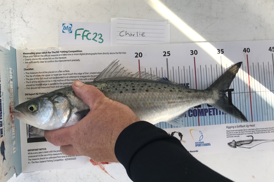 Anne Lindsay caught this 35.0cm Kahawai at North head  during The Export NZ Fishing Competition