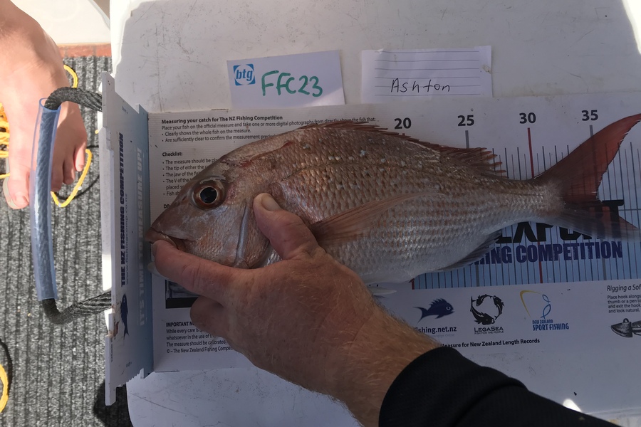 Anne Lindsay caught this 35.0cm Snapper at Rakino during The Export NZ Fishing Competition
