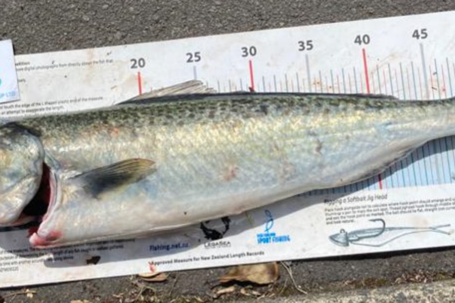 Craig Marsom caught this 53.5cm Kahawai at Rakino during The Export NZ Fishing Competition