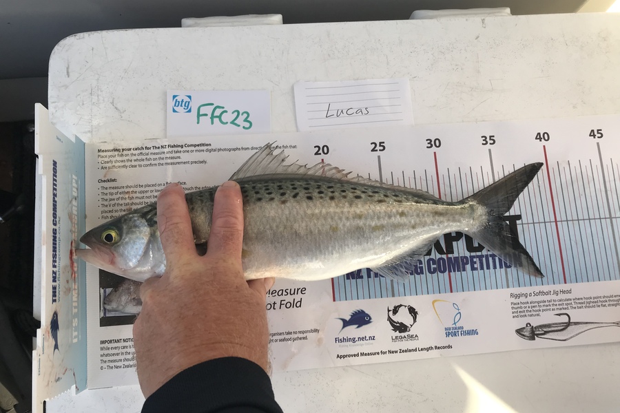 Anne Lindsay caught this 35.0cm Kahawai at North head  during The Export NZ Fishing Competition