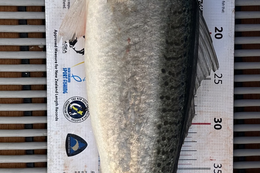 Shayne Nam caught this 50.5cm Kahawai at HRK during The Export NZ Fishing Competition