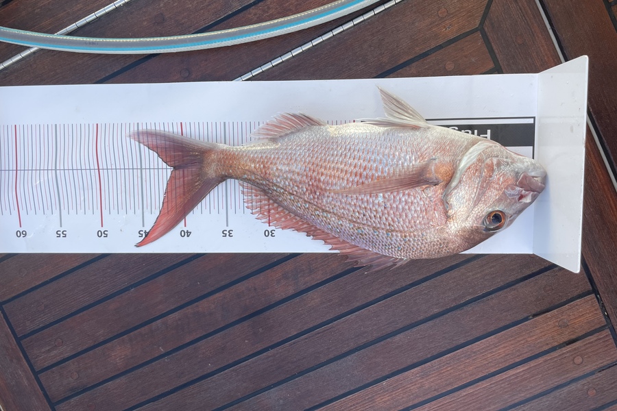 Rob Williams caught this 41cm Snapper at Stephenson island during The Export NZ Fishing Competition