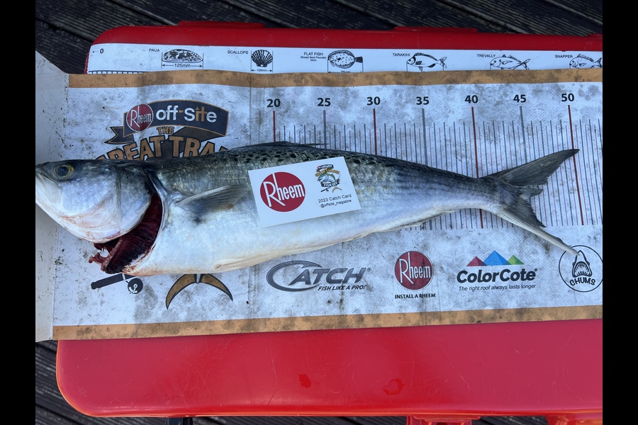 Nick Irving  caught this 44.5cm Kahawai at matata  during The Export NZ Fishing Competition